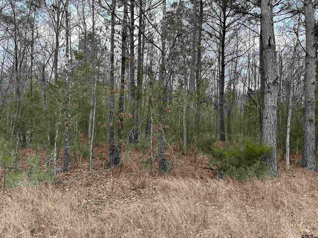 a view of a forest with trees in the background