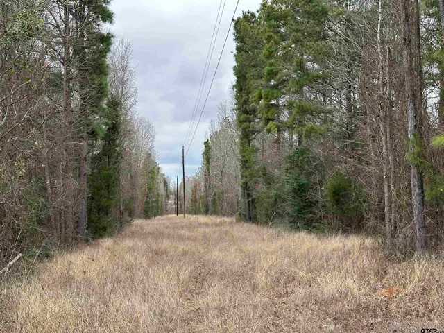 a view of a forest with trees