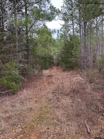 a view of a forest with trees in the background