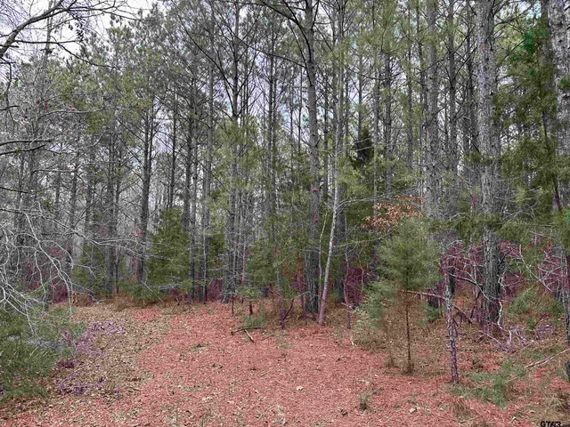 a view of a forest with trees in the background