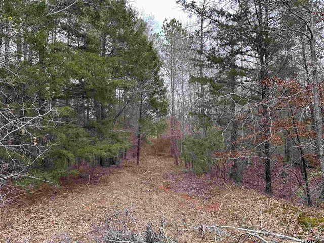 a view of a forest with trees in the background
