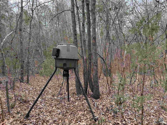 a view of a back yard