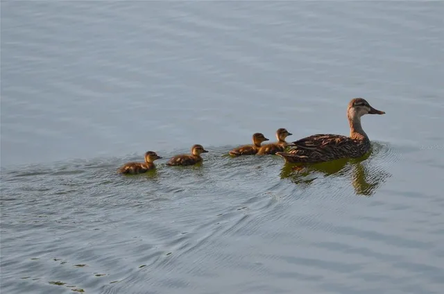 a view of lake with mountain view