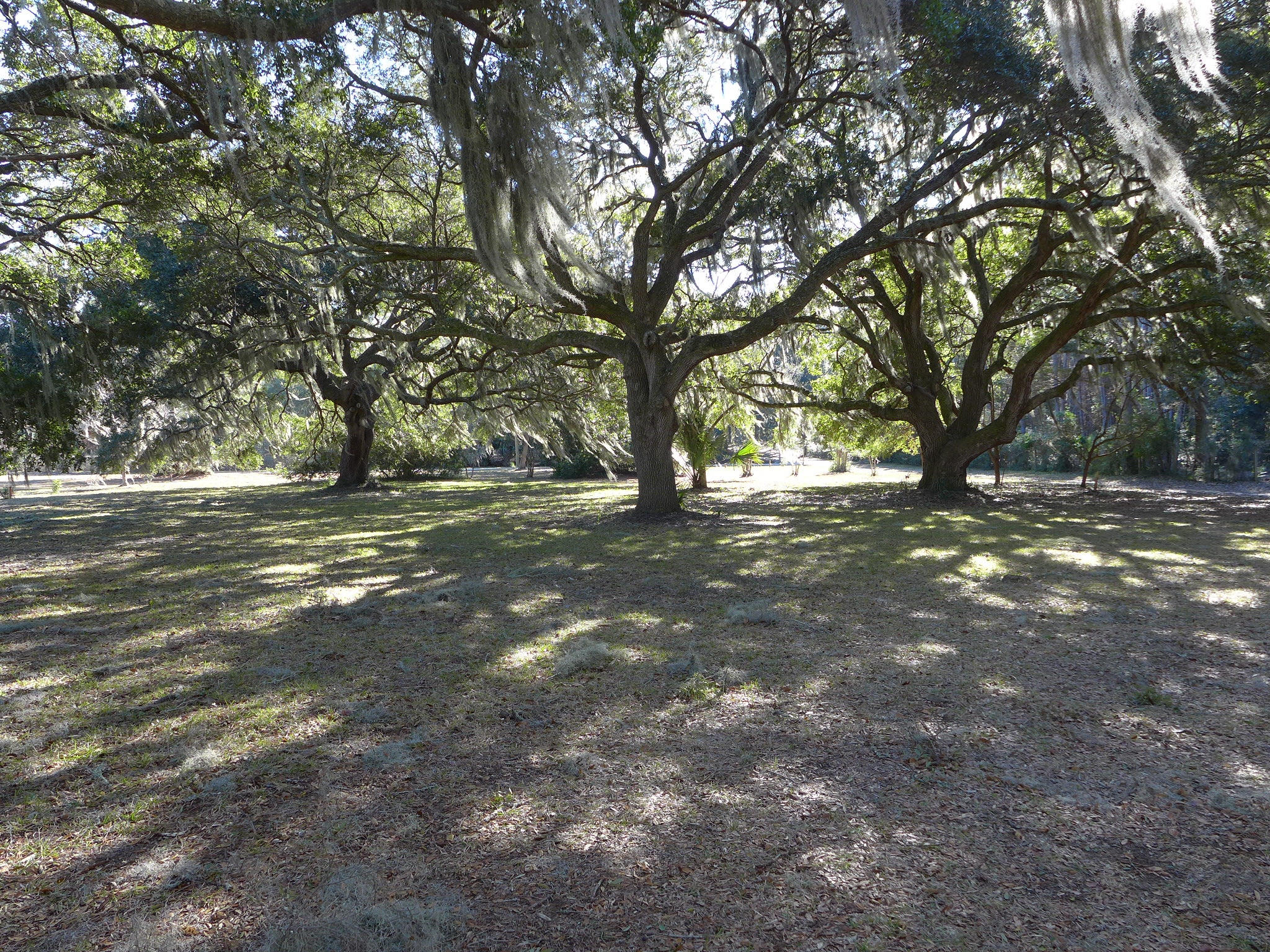 698 Outback Lane Edisto Island, SC 29438 - Photo 3 of 20 P1010248