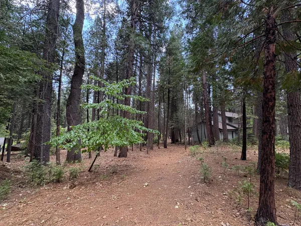 a view of a forest filled with trees