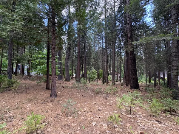 a view of a forest with trees in the background