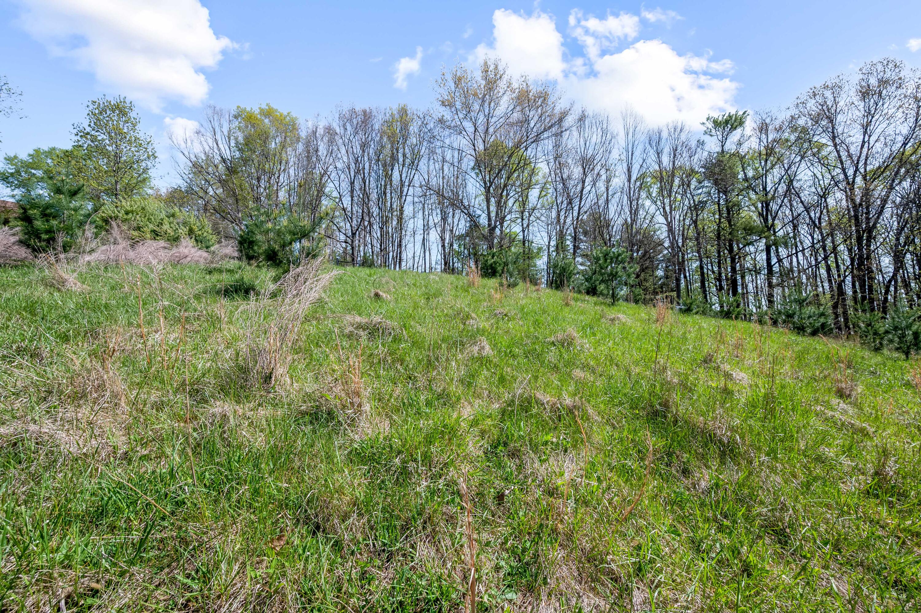 771 White Oak Grove Road Northeast Riner, VA 24149 - Photo 91 of 113 a view of a yard with large trees