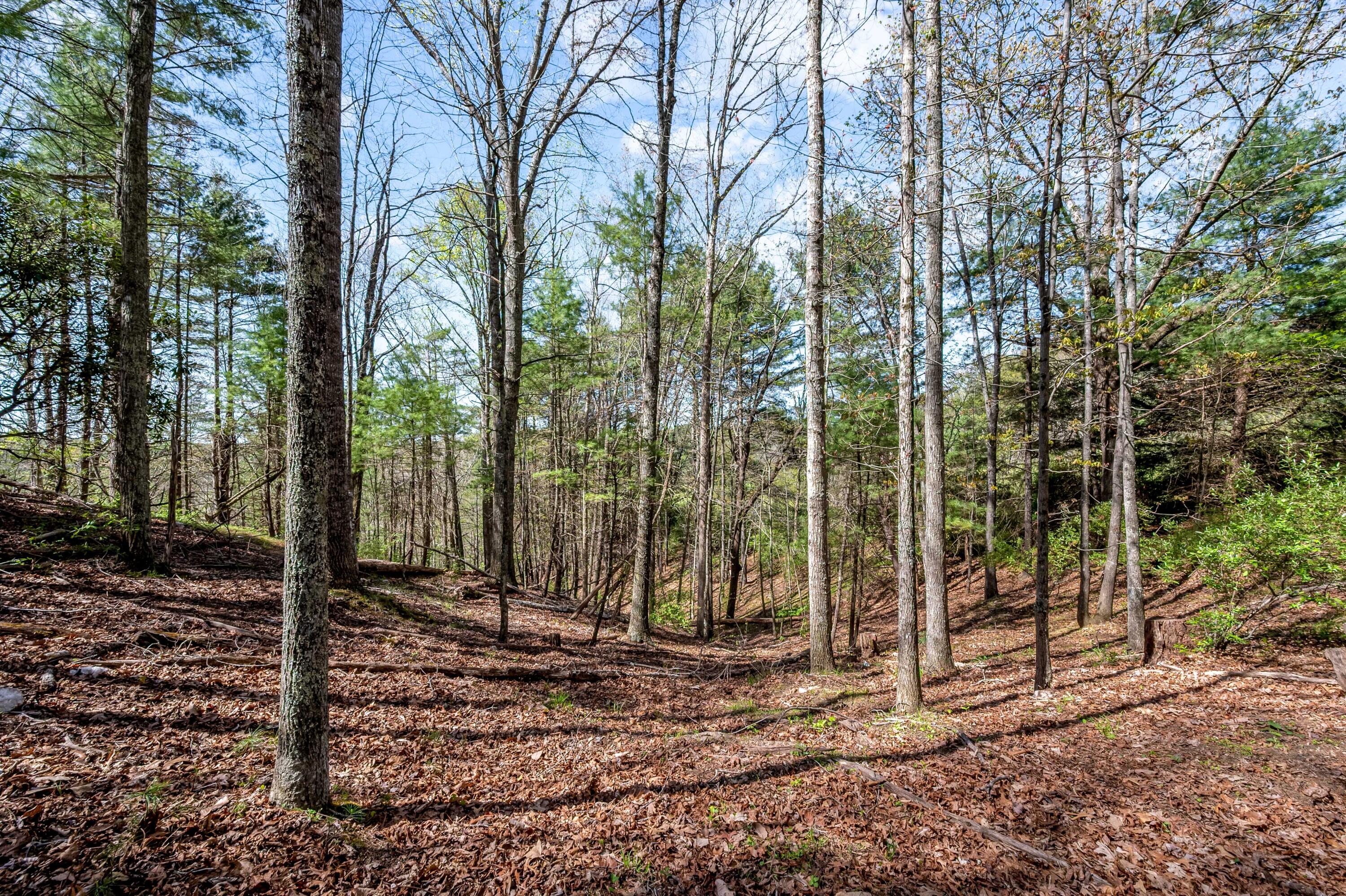 771 White Oak Grove Road Northeast Riner, VA 24149 - Photo 97 of 113 a view of a park with potted plants and large trees