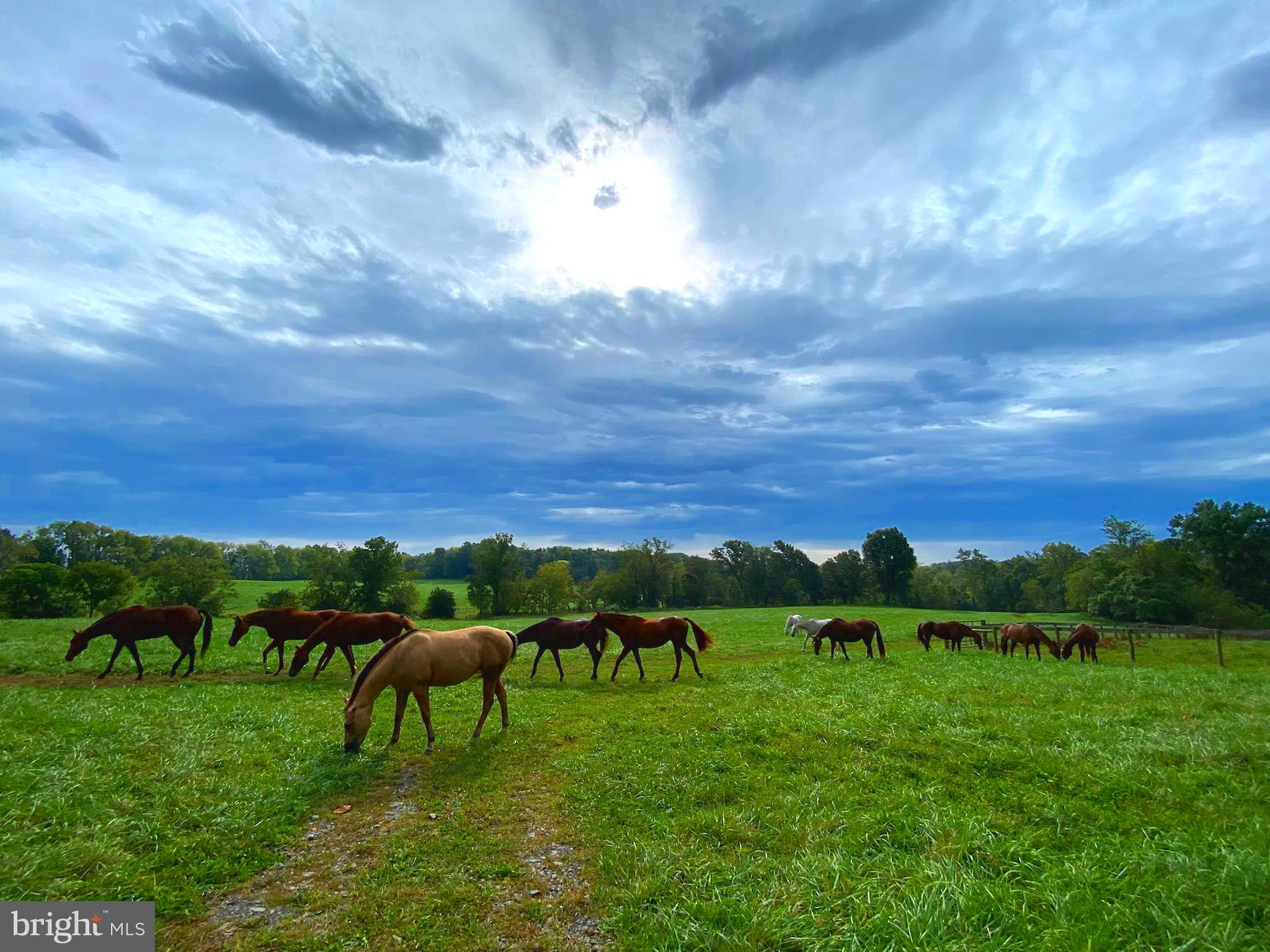 1651 Blue Ridge Farm Road Upperville, VA 20184 - Photo 35 of 41 horses enjoying farm