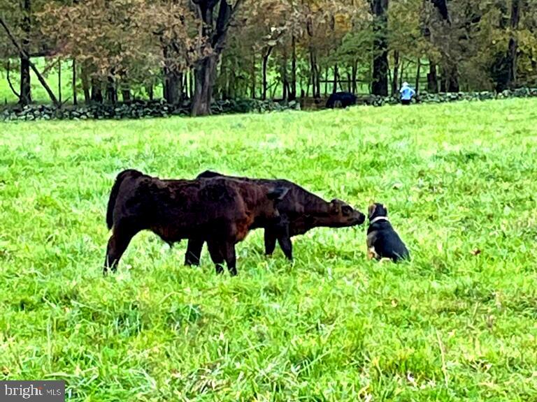 1651 Blue Ridge Farm Road Upperville, VA 20184 - Photo 36 of 41 many cows on farm