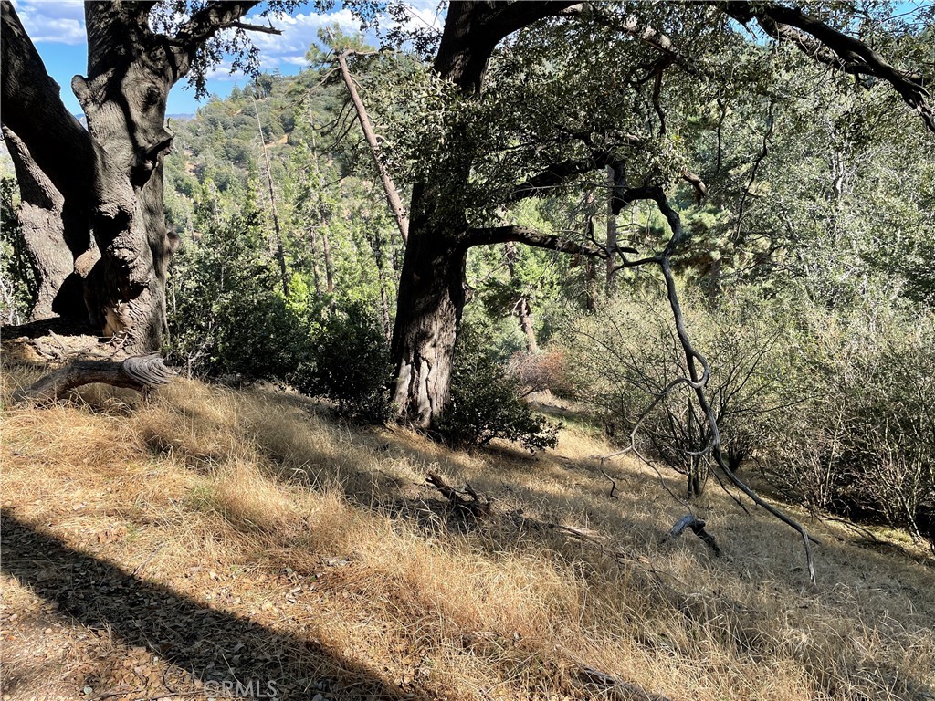 5 Deer Run Road Cedarpines Park, CA 92322 - Photo 1 of 1 a view of a forest with trees
