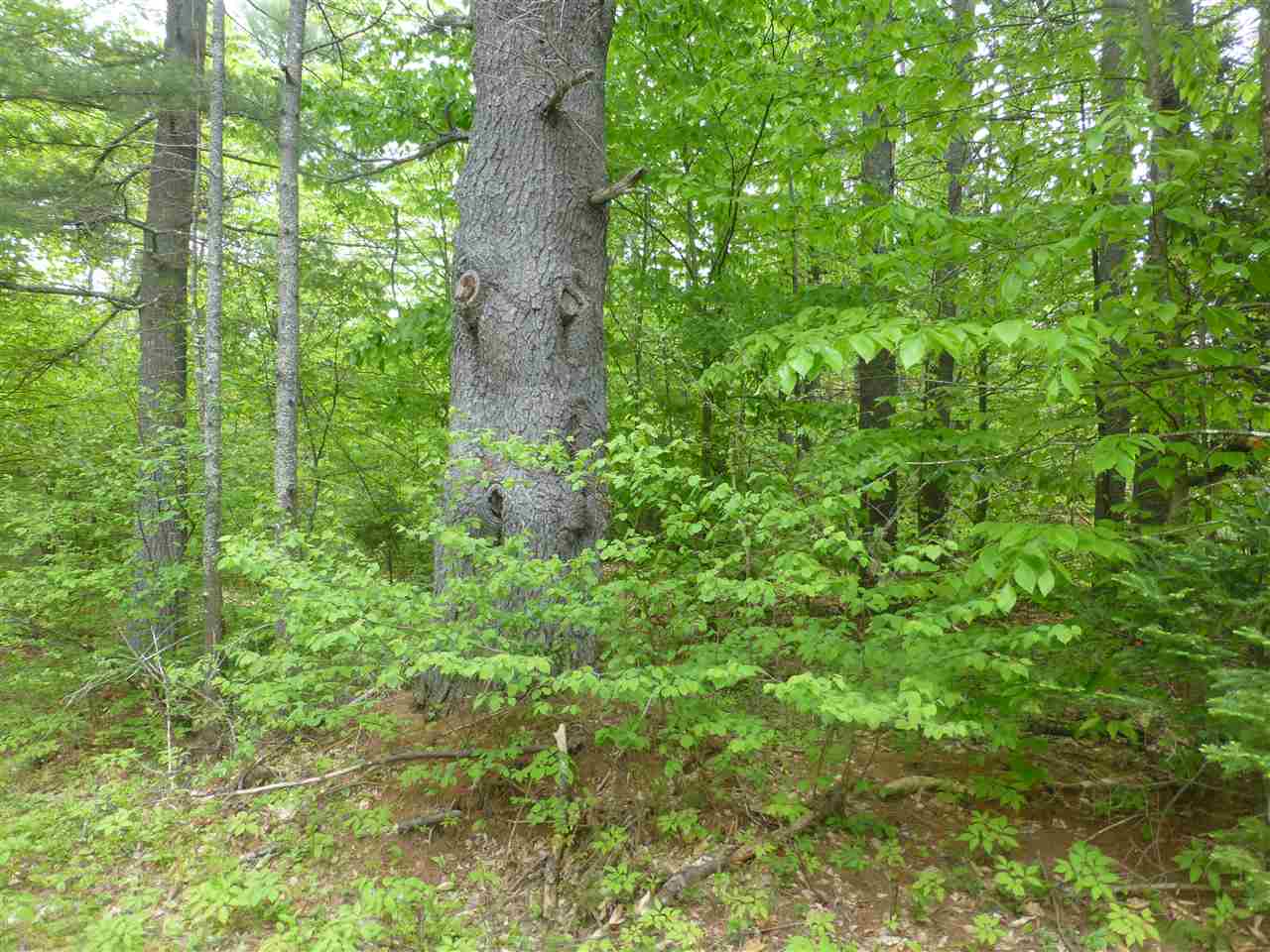 41 Union Wharf Road Tuftonboro, NH 03853 - Photo 2 of 14 Gallery Image 2