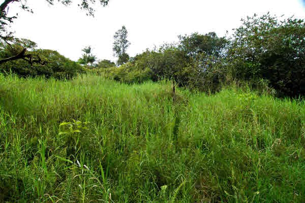 South Road Pahoa, HI 96778 - Photo 1 of 10 Gallery Image 1