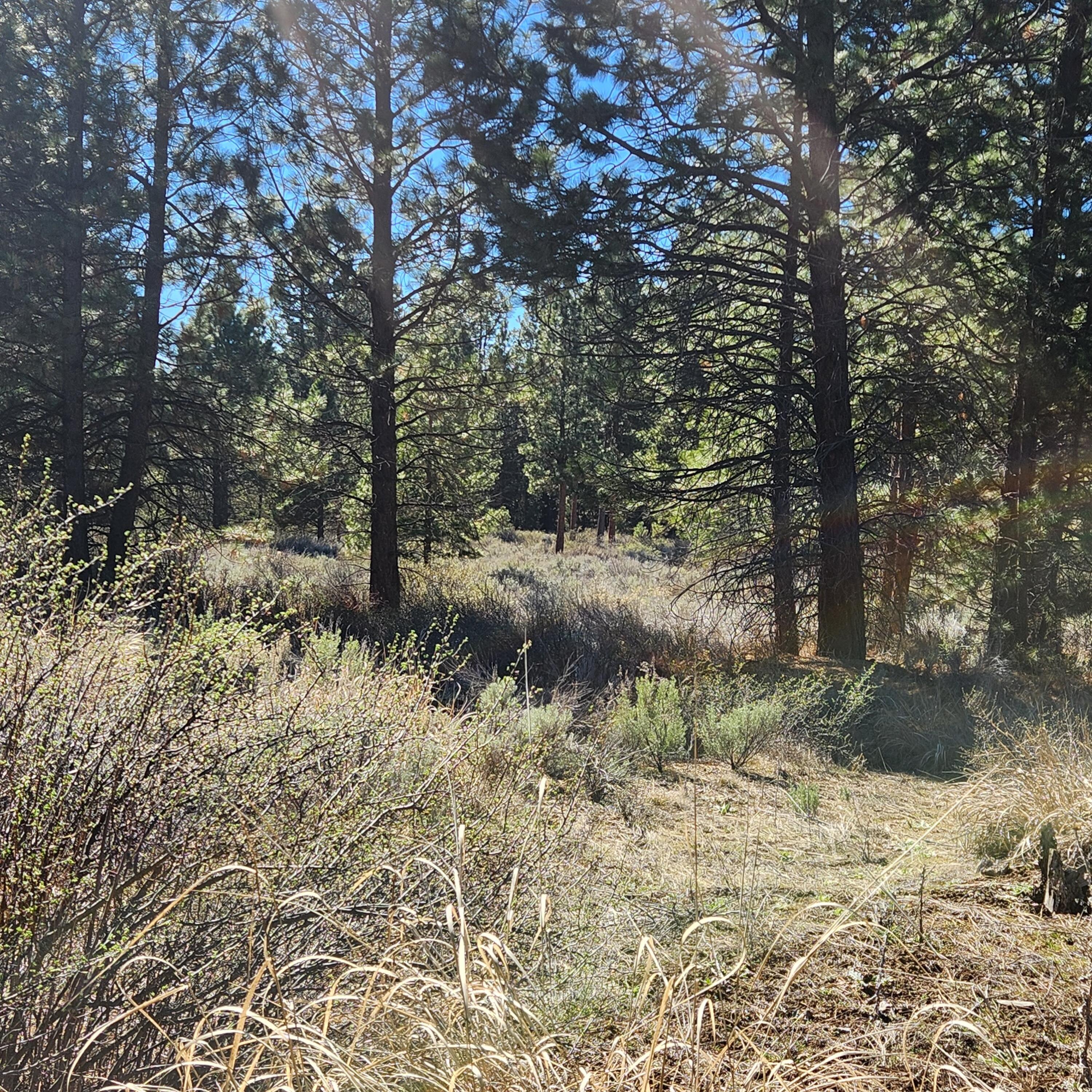 Moccasin Lane Chiloquin, OR 97624 - Photo 17 of 21 a view of a forest filled with trees