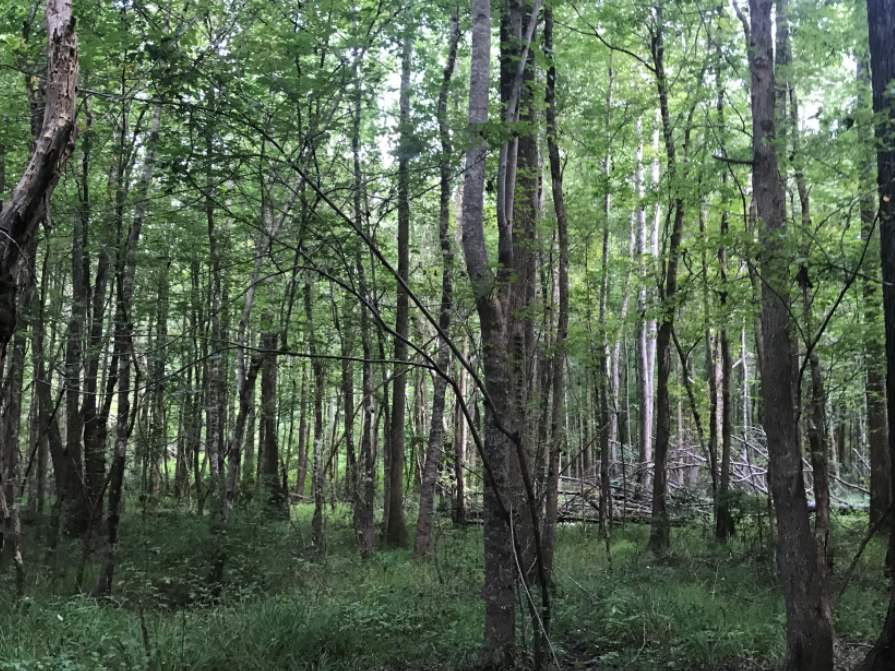 0 Shady Grove Road Durant, MS 39063 - Photo 8 of 10 Photo 8