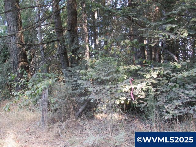Lot 900-901 Hazelnut Ridge Road Scotts Mills, OR 97375 - Photo 21 of 23 Gallery Image 21