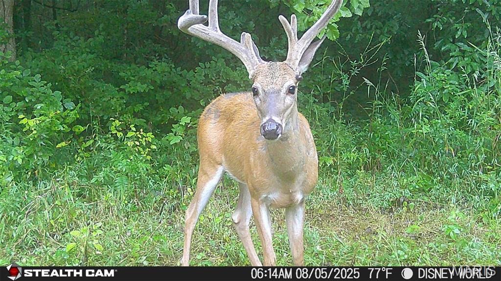0 Yellow Springs Road Elizabethtown, IL 62931 - Photo 14 of 56 Gallery Image 14