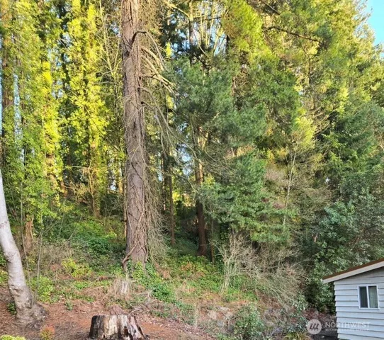 a view of a forest with trees