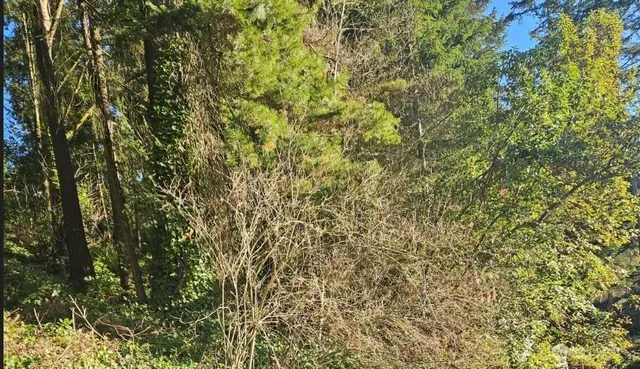 a close up of a tree