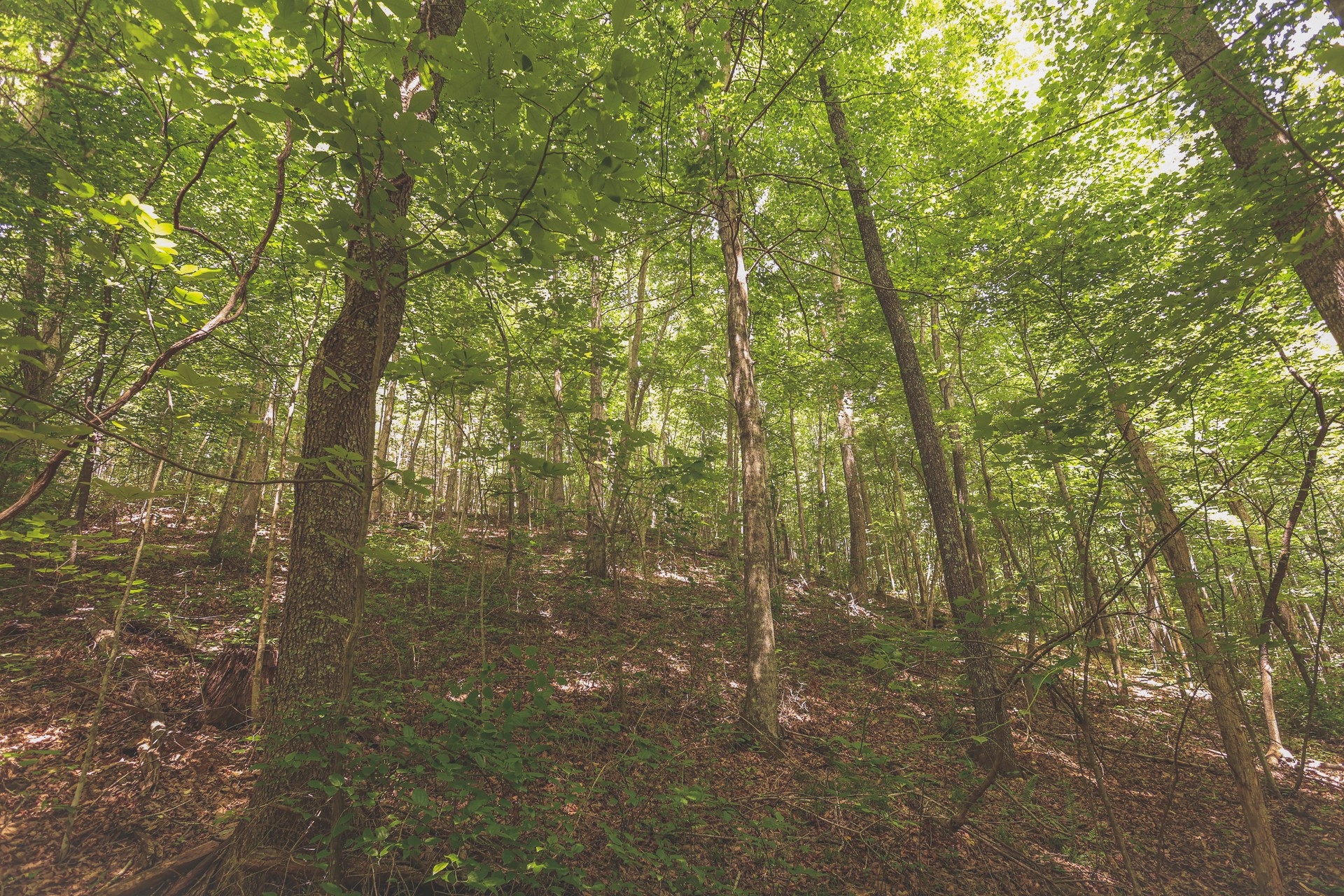 0 Long Fork Creek Road Spencer, TN 38585 - Photo 17 of 45