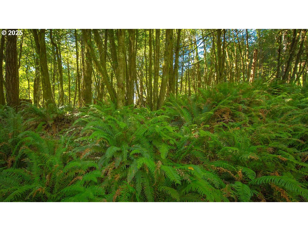 63450 Fairview Road Coquille, OR 97423 - Photo 30 of 37 a open area with yard