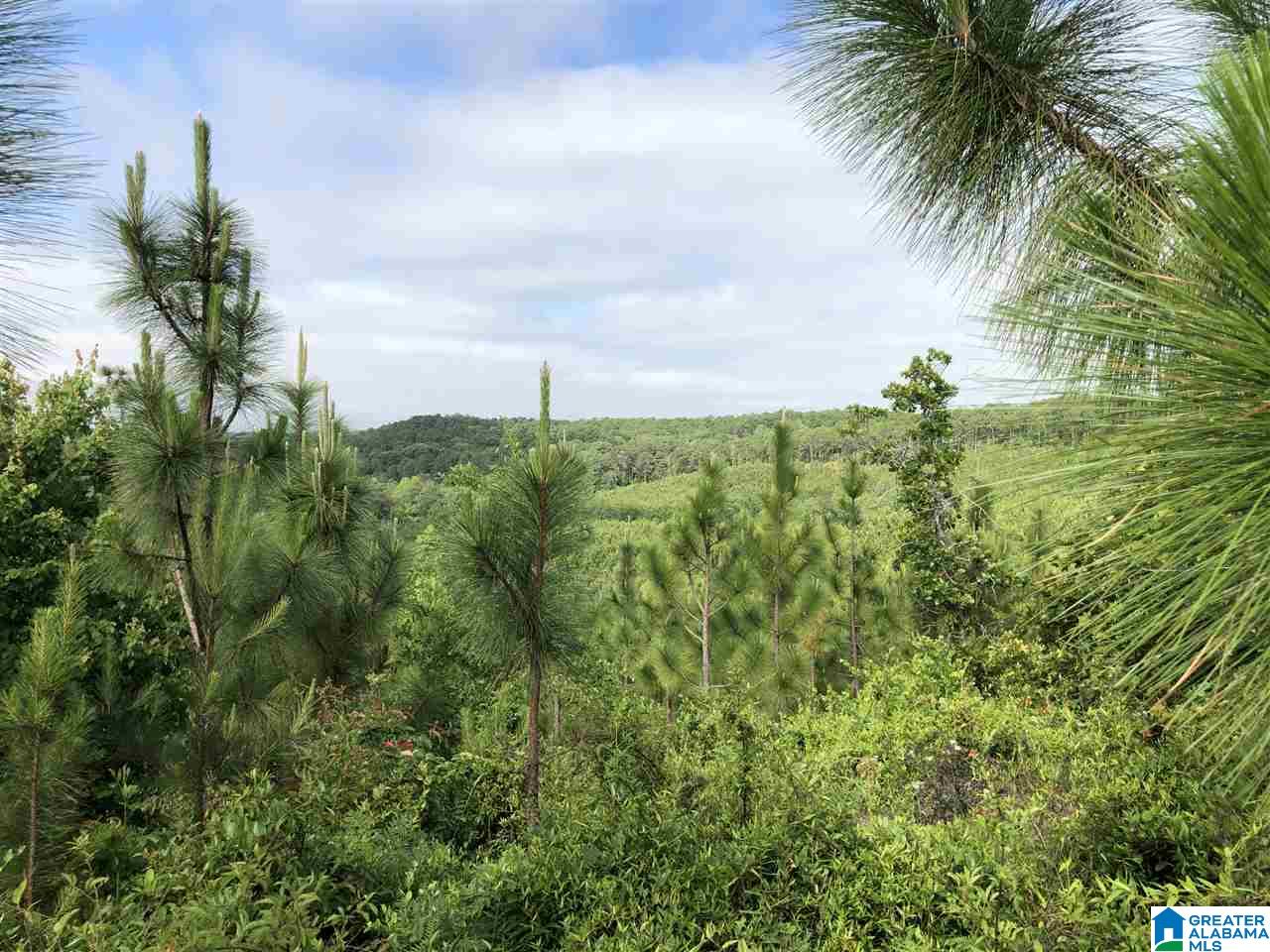 119-acres Double Branch Road, Unit 119 ACRES Marion, AL 36756 - Photo 21 of 26