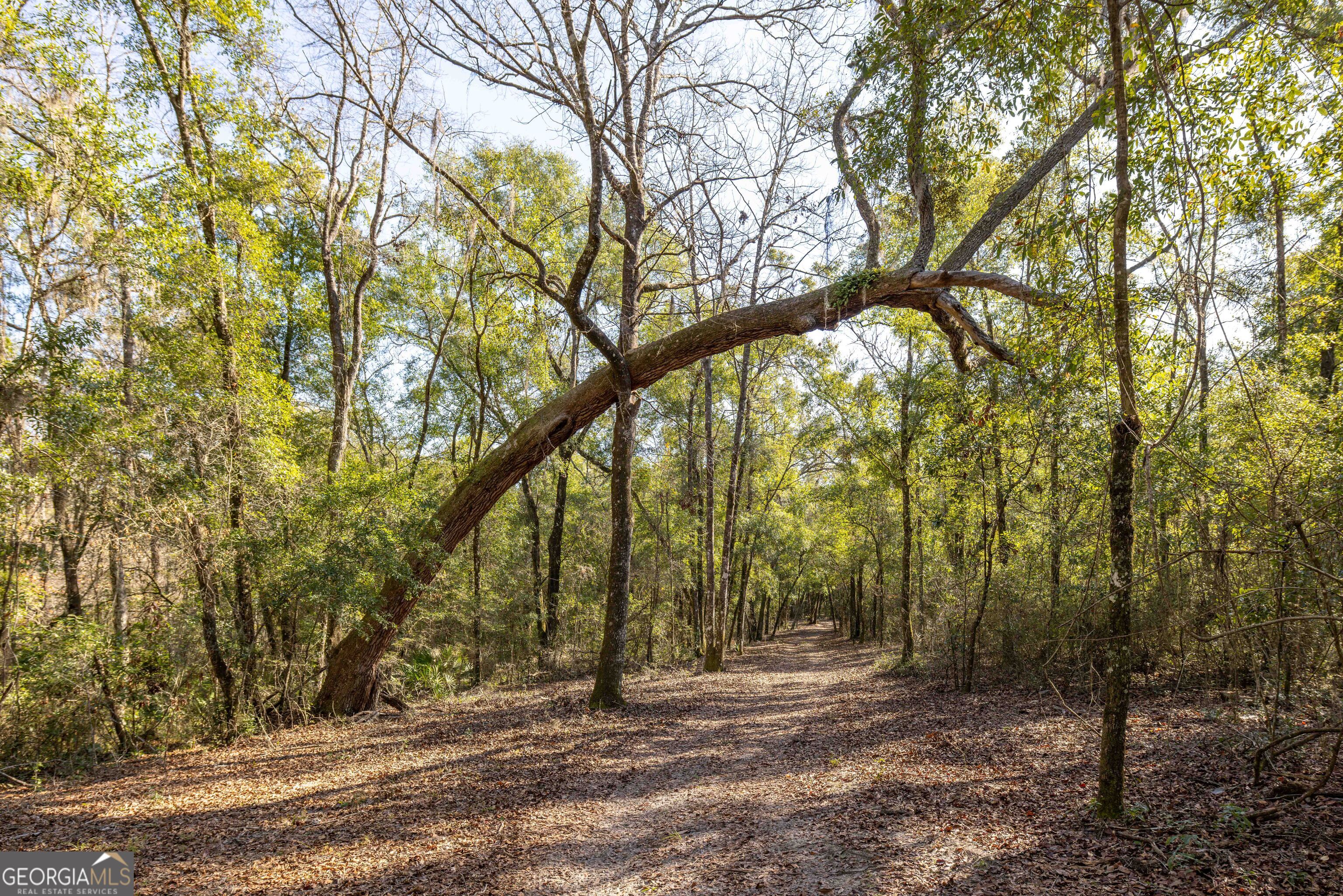 279 Mid River Road White Oak, GA 31568 - Photo 52 of 62 a backyard of a house with lots of trees