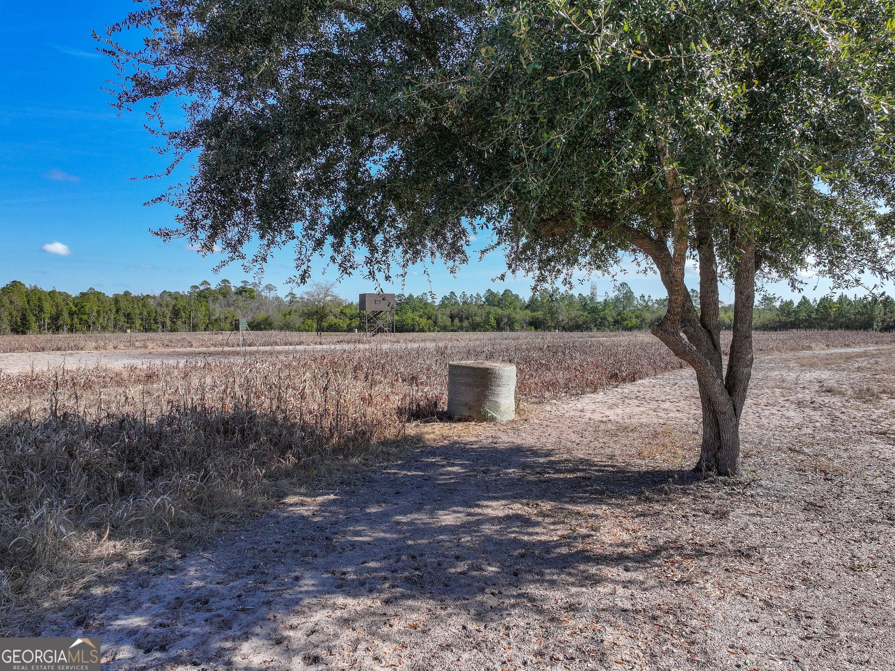 279 Mid River Road White Oak, GA 31568 - Photo 57 of 62 a view of a yard with a tree