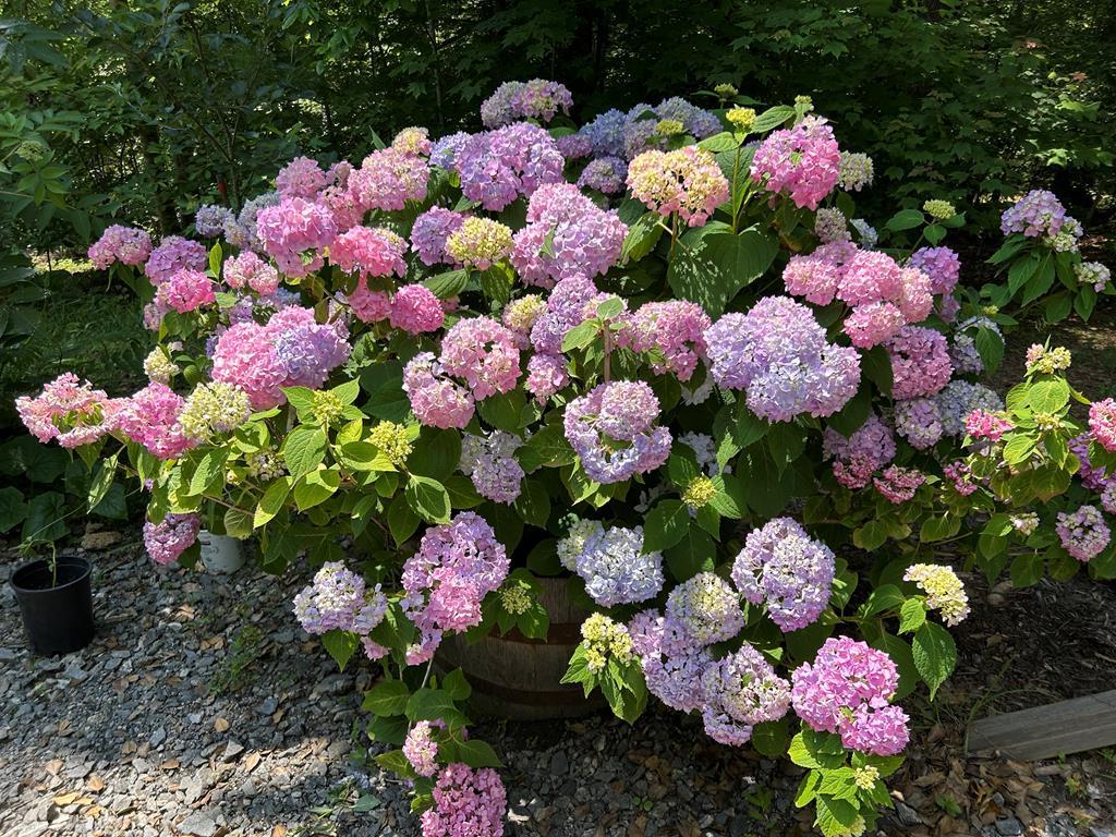 482 Tsalagi Trail Murphy, NC 28906 - Photo 44 of 44 a flower lots of flowers