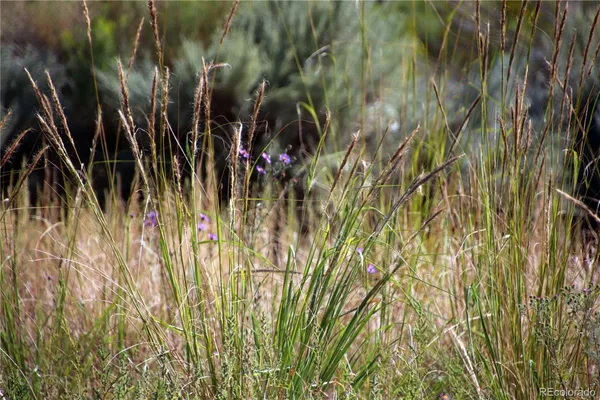 a close up of a plant in a garden