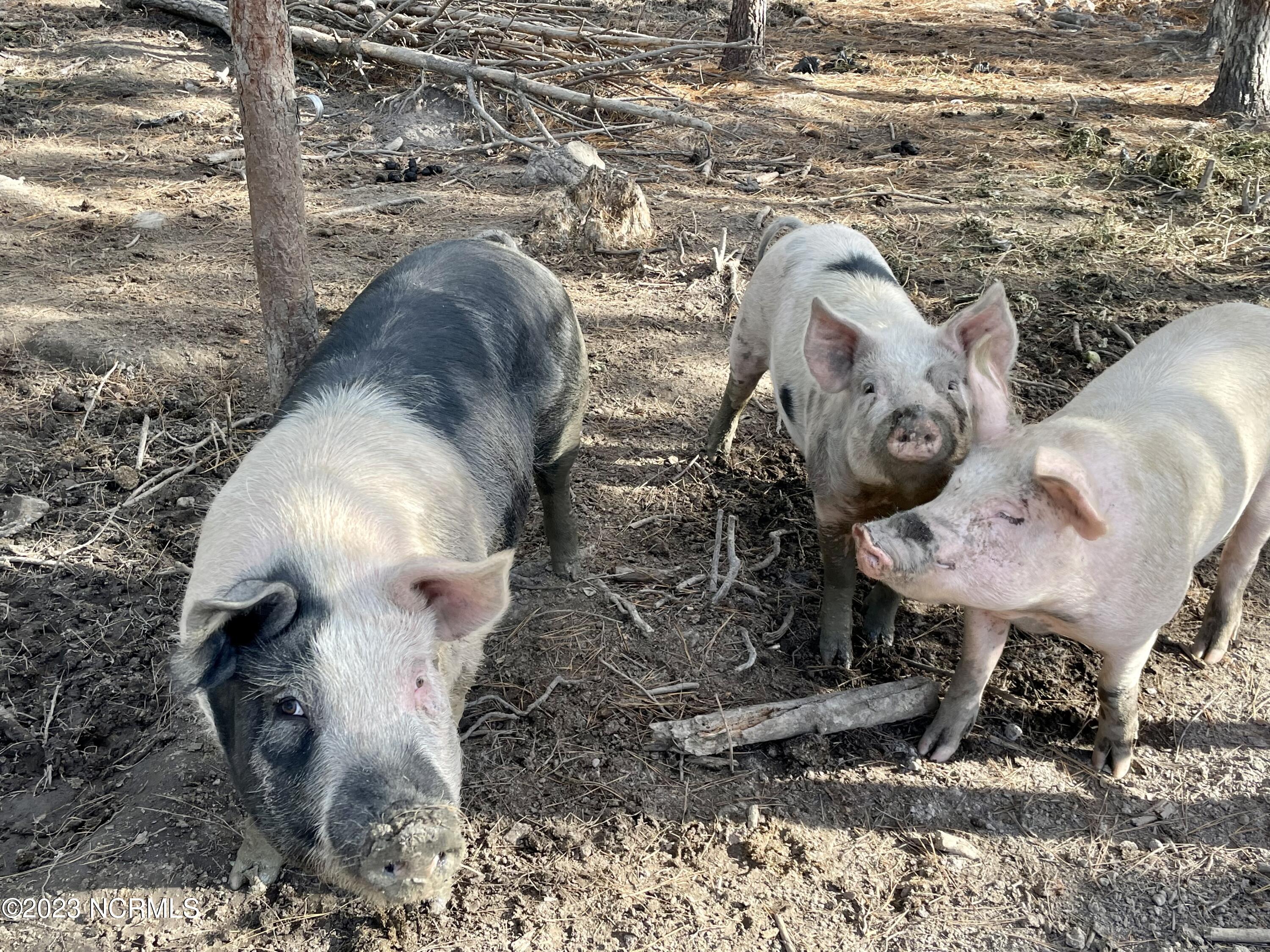 1940 Reason Road Williamston, NC 27892 - Photo 27 of 58 Cute Piggies