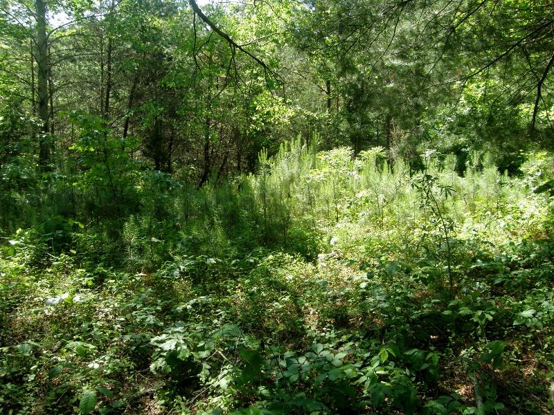 131 Bowen Road Hohenwald, TN 38462 - Photo 2 of 9 19.4 HEAVILY WOODED ACRES.