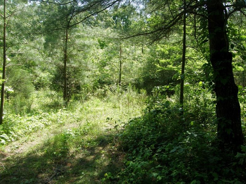 131 Bowen Road Hohenwald, TN 38462 - Photo 5 of 9 A POND IS ON THE PROPERTY.