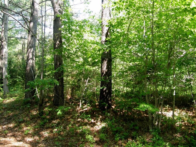 131 Bowen Road Hohenwald, TN 38462 - Photo 8 of 9 NATURE ABOUNDS... BIRDS, AND WILDLIFE!