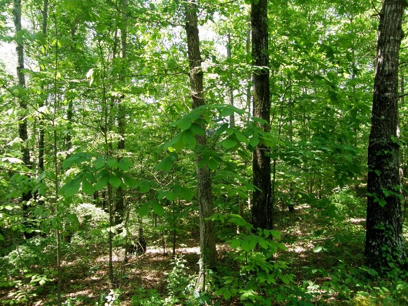 131 Bowen Road Hohenwald, TN 38462 - Photo 9 of 9 SECLUSION.....GREAT PROPERTY TO HUNT, CAMP OR LIVE ON!