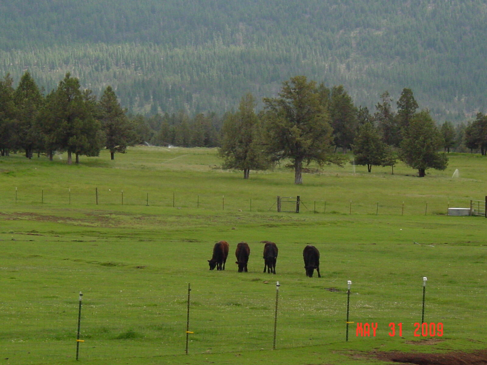 8080 East Langell Valley Road Bonanza, OR 97623 - Photo 34 of 41 Bob's Cattle1