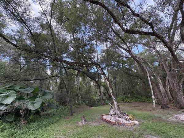 a view of a forest with trees in the background