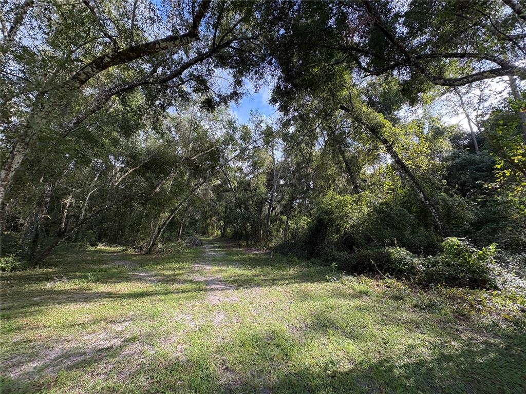 Lucilles Shady Lane Nobleton, FL 34661 - Photo 13 of 71 a view of outdoor space with trees all around