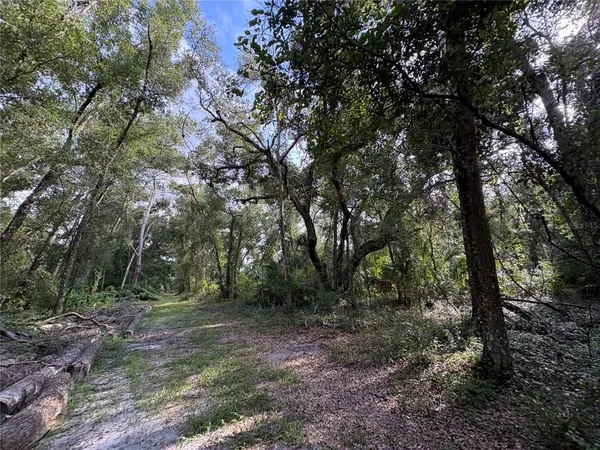 a view of tree in the forest