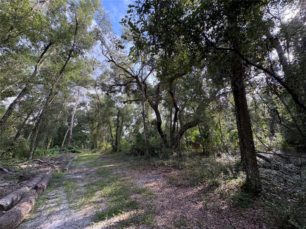 Lucilles Shady Lane Nobleton, FL 34661 - Photo 14 of 71 a view of a forest with trees in the background