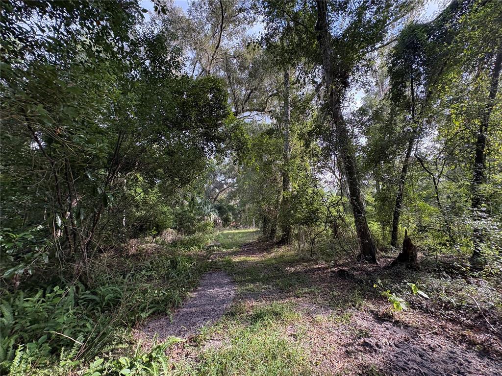 Lucilles Shady Lane Nobleton, FL 34661 - Photo 17 of 71 a view of outdoor space and trees
