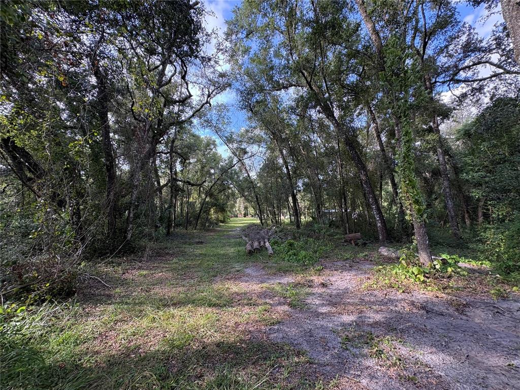 Lucilles Shady Lane Nobleton, FL 34661 - Photo 18 of 71 a view of tree in the forest