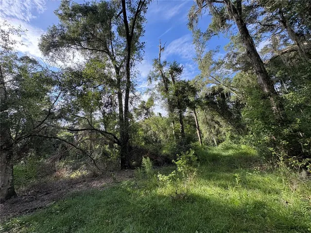 a view of a forest with trees in the background