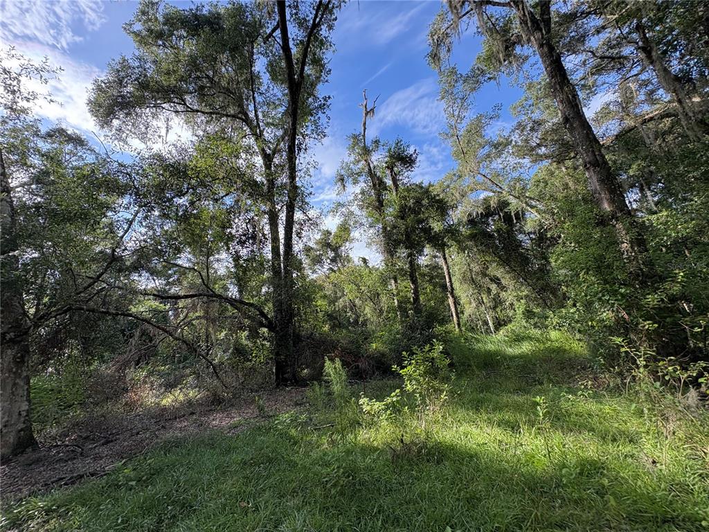 Lucilles Shady Lane Nobleton, FL 34661 - Photo 19 of 71 a view of a garden