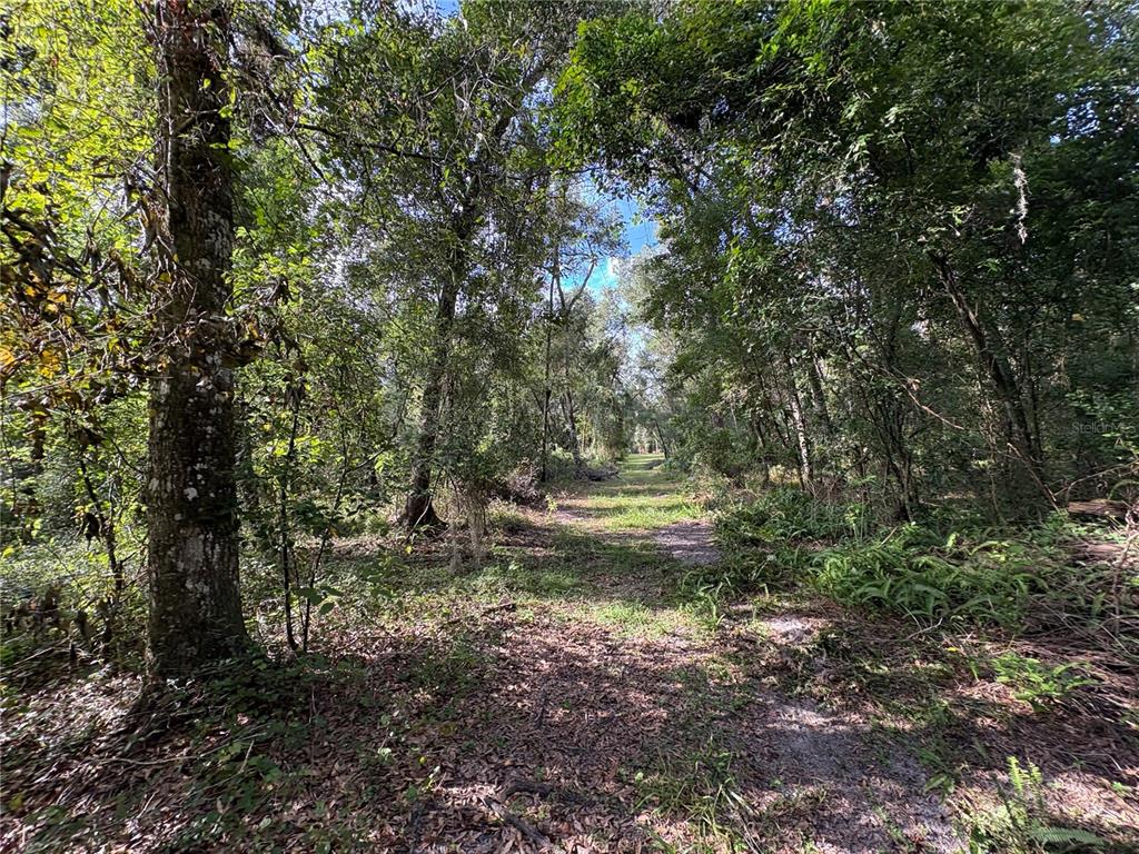 Lucilles Shady Lane Nobleton, FL 34661 - Photo 20 of 71 a view of yard with green space