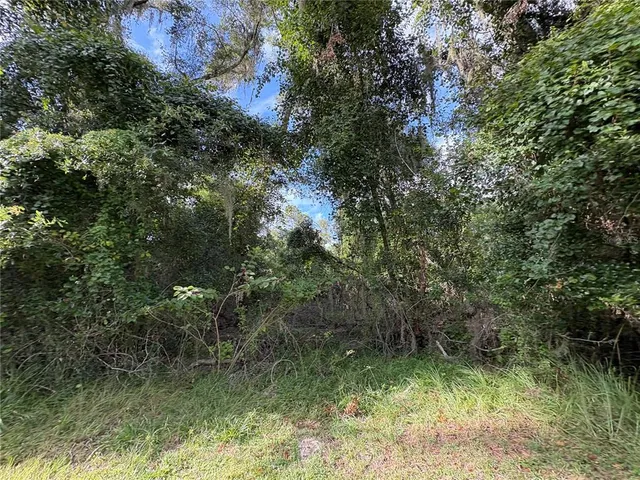 a view of a forest with trees in the background