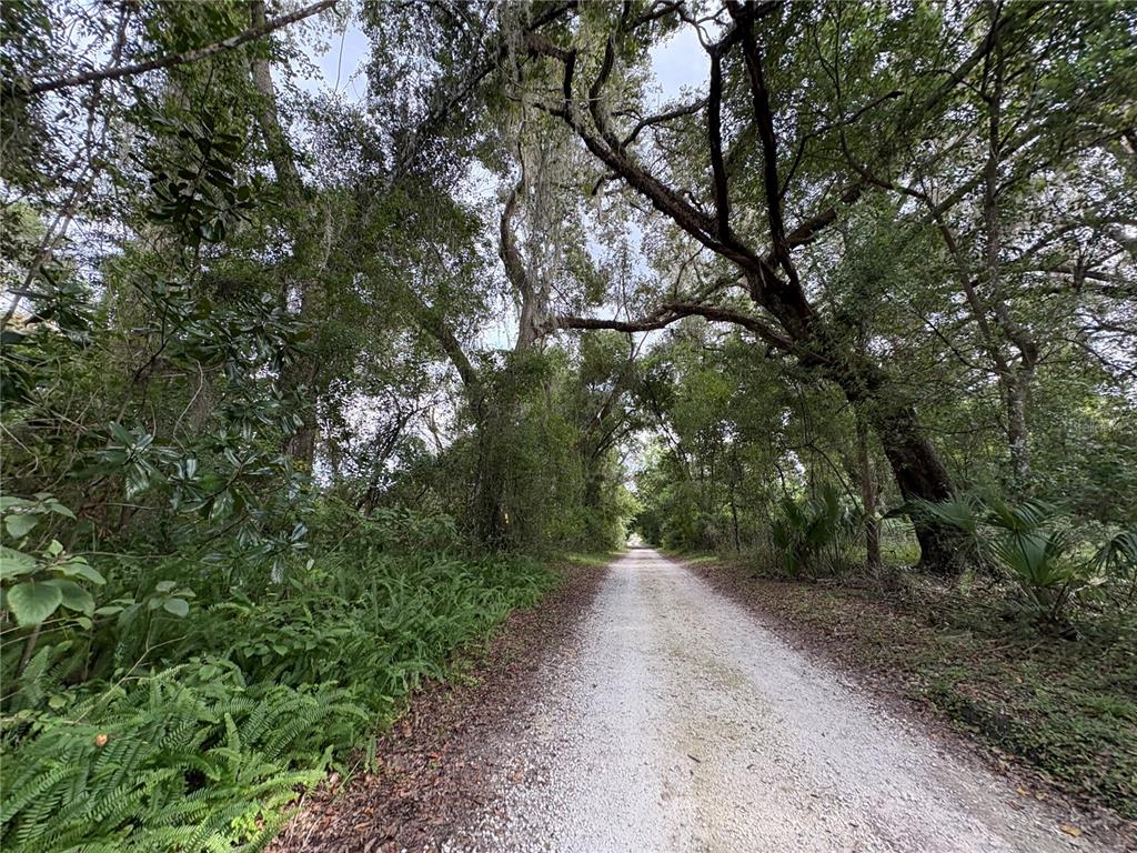 Lucilles Shady Lane Nobleton, FL 34661 - Photo 24 of 71 a view of a forest with trees in the background