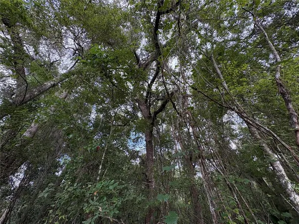 a view of a forest with trees in the background