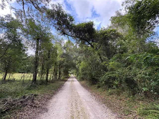 a view of a park with large trees