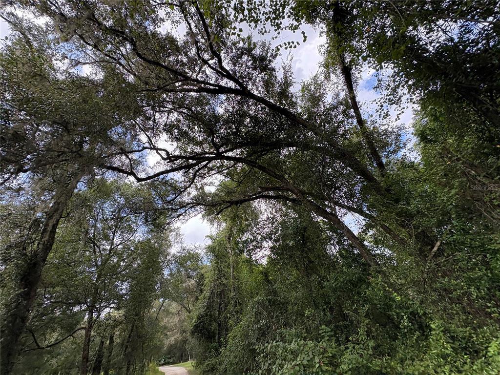 Lucilles Shady Lane Nobleton, FL 34661 - Photo 29 of 71 a view of tree